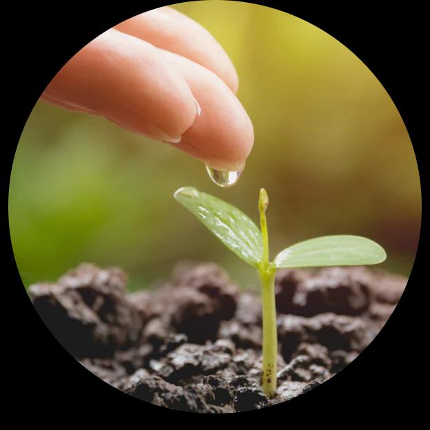 A small circular photo of a small infant plant in black soil and fingers dripping water onto it