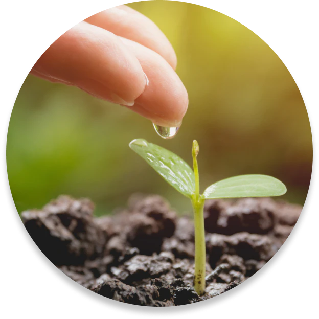 A small circular photo of a small infant plant in black soil and fingers dripping water onto it