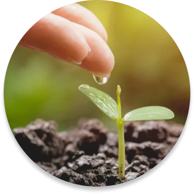 A small circular photo of a small infant plant in black soil and fingers dripping water onto it